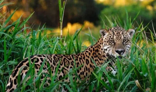 pantanal-leopard-hiding-in-grass-staring-at-the-camera