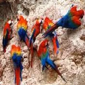 Tambopata Research Center Peru Amazon Lodge