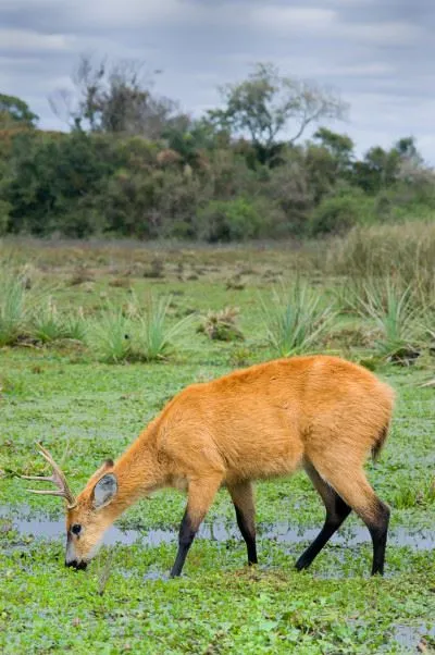 Ibera Marsh Deer Argentina
