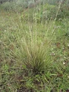 Coiron Grass Torres del Paine Chile
