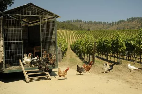 Chickens helping out in the biodynamic process