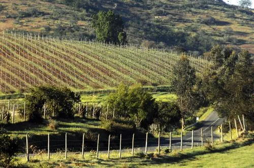 Rolling hills - Vineyards