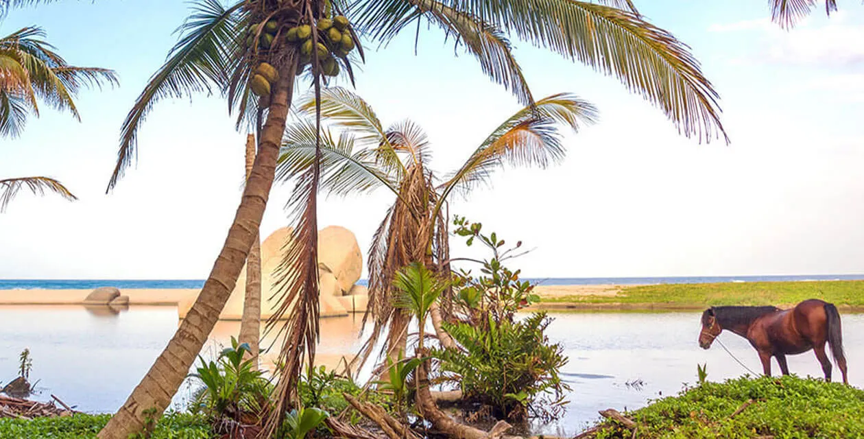 Wild horse along beach in Tayrona