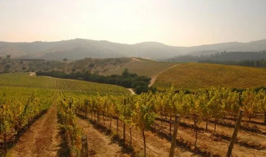chile-vineyard-under-early-morning-mist