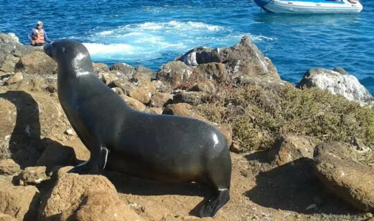 rocky-beach-with-sea-lion-and-divers-jumping-from-raft