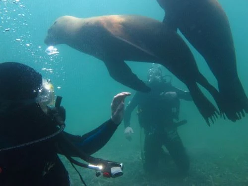 Scuba Diving Argentina Tour