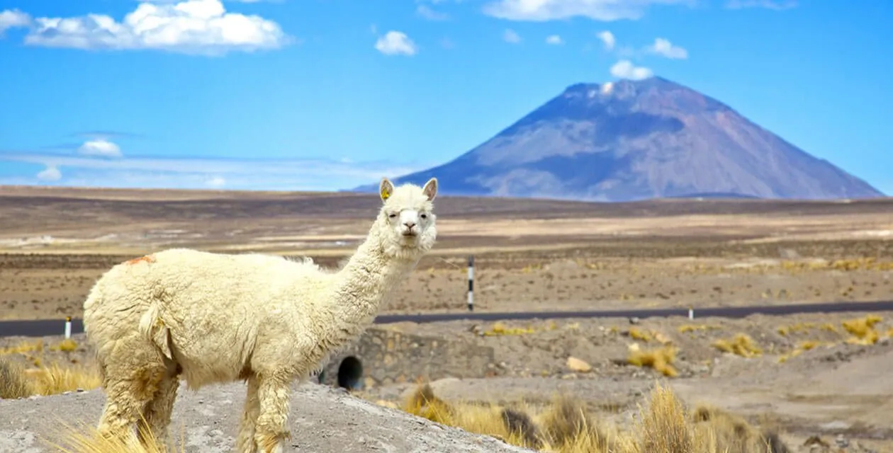 llama and mountain in argentina