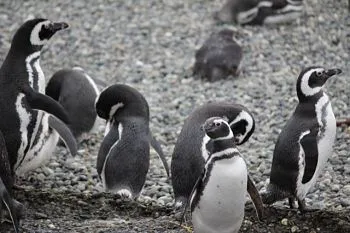 Magellenic Penguins