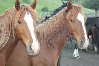 Patagonia Horses
