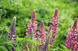 Torres del Paine flowers