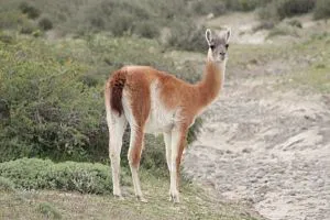 Guanaco in Patagonia