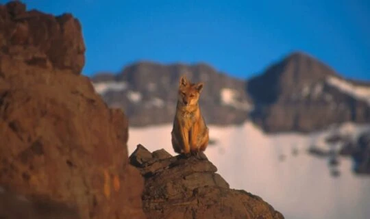 southern-cone-of-south-America