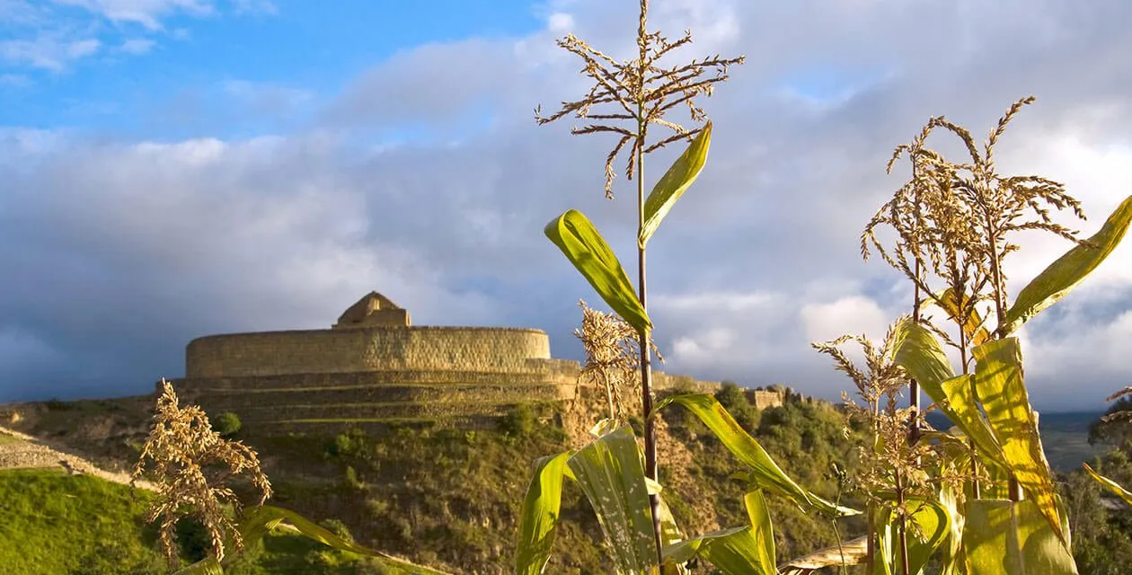 Ingapirca Ruins behind cornfield