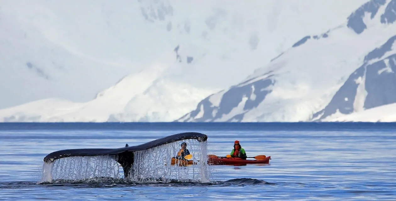 two kayakers looking at whale's fin