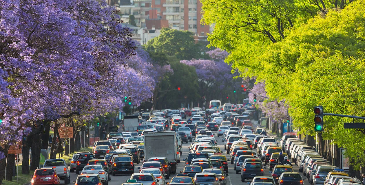 jacaranda trees in buenos aires argentina