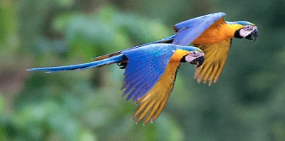 Travel-to-the-Colombian-and-Peruvian-Amazon