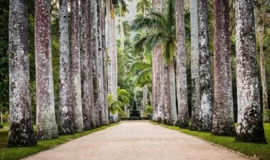 palm-tree-lined-path-in-rio-de-janeiro