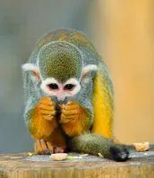 Travel-to-the-Colombian-and-Peruvian-Amazon