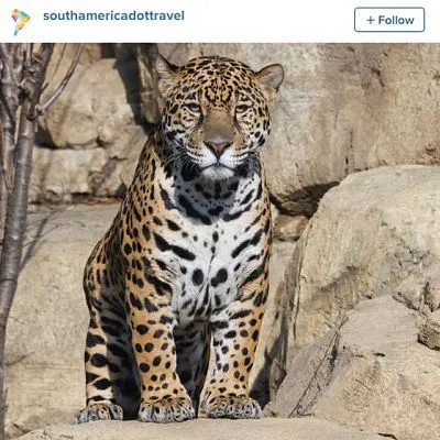 tiger in south america