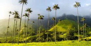 the green valleys of colombia's coffee region with palm trees
