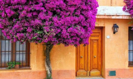 buenos-aires-historicc-architecture-home