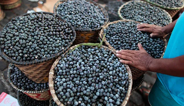 acai fruit