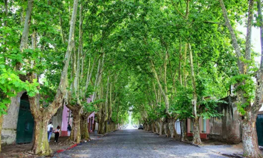 tree lined street in colonia del sacramento