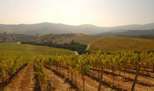 chilean-wine-region-at-dawn-with-rolling-hills