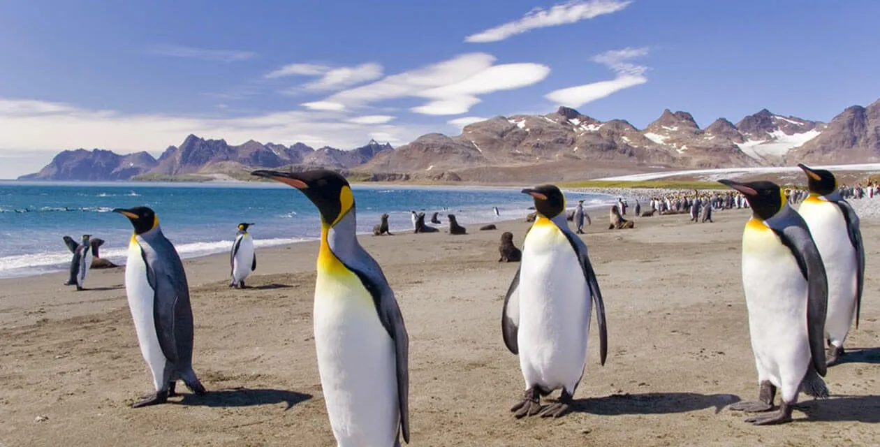 Emperor Penguins on beach