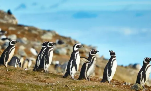 Magellanic-Penguins on rookery