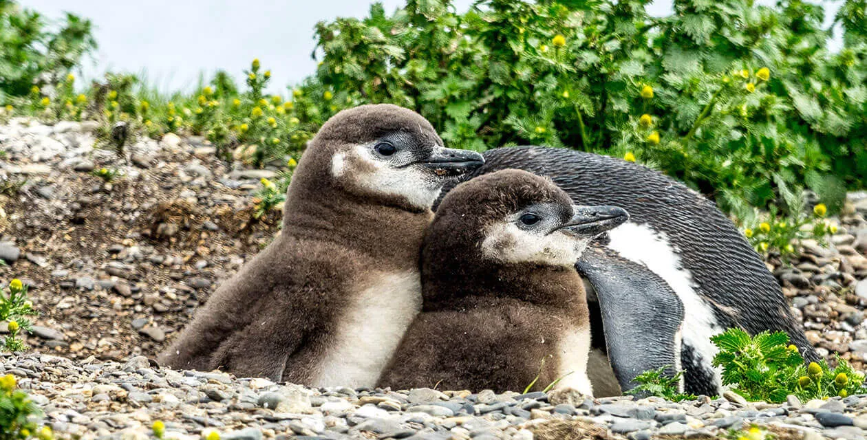 Baby penguins sitting in nest