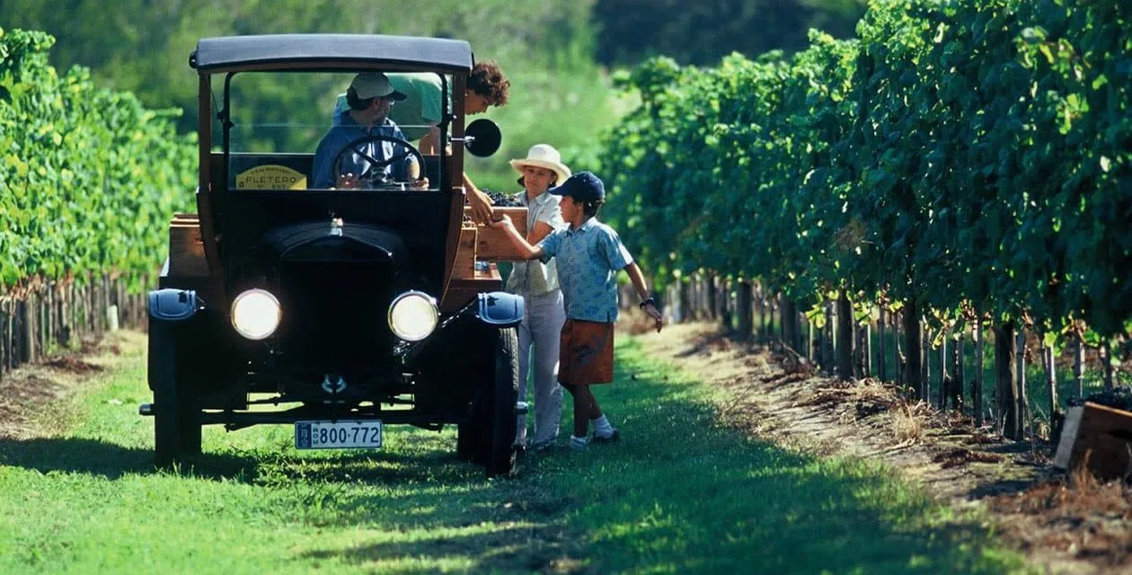 People enjoying sunny day at vineyard