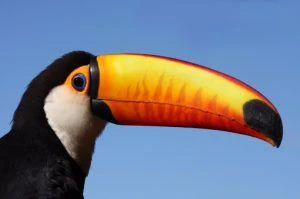 animals-of-the-amazon-rainforest