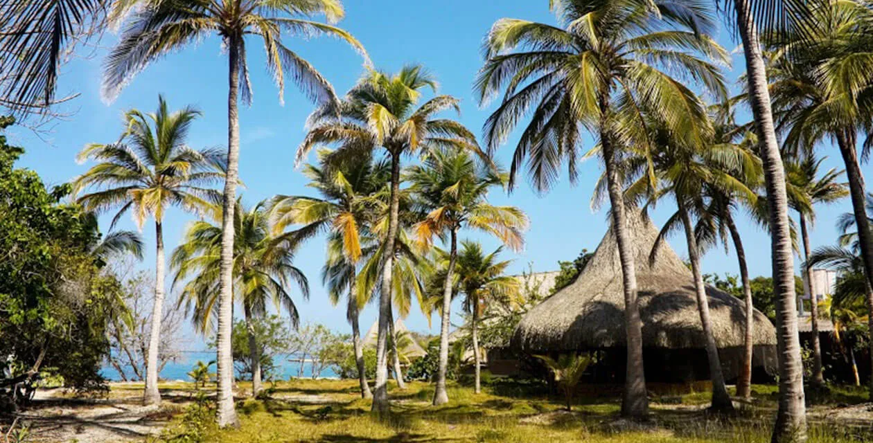 palm trees rosario islands