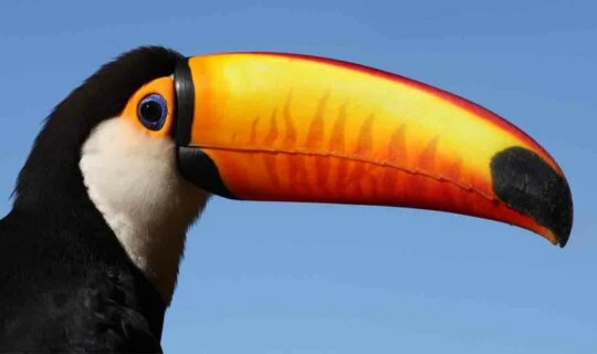 toucan-animals-of-the-amazon