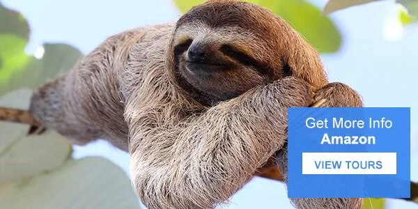 animals of the amazon