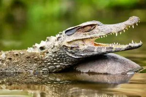 animals-of-the-amazon-rainforest