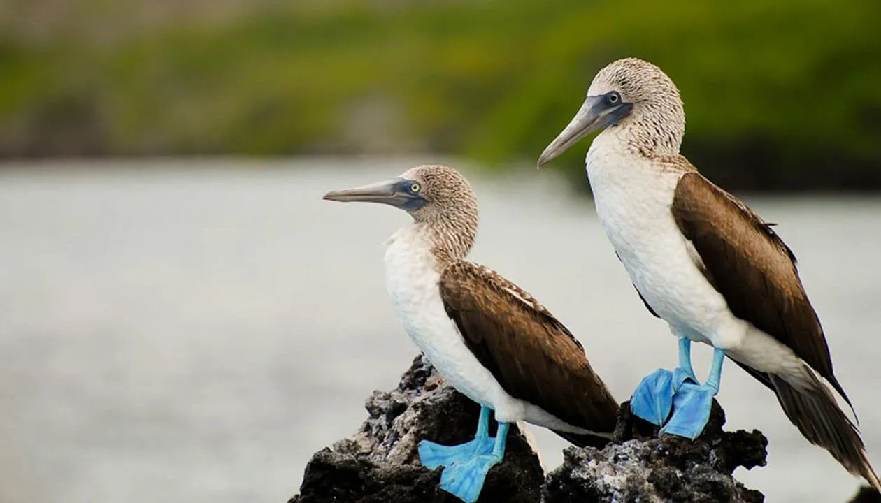 blue footed boobies north seymour island