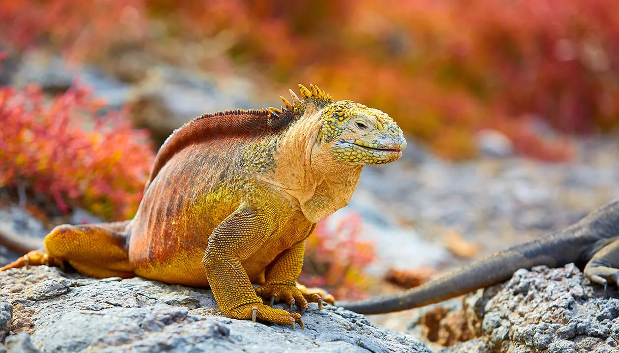 land iguanas