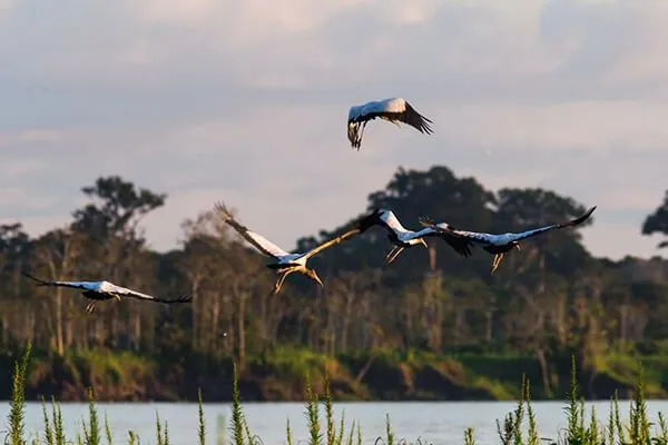 The Rio Mutum Pantanal Lodge 