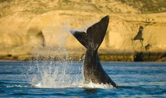 peninsula-valdes-whale-fin-reaching-out-of-water