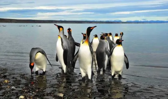 Penguins in the water in Patagonia