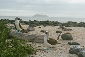 Blue Footed Boobies - Galapagos Legend Cruise