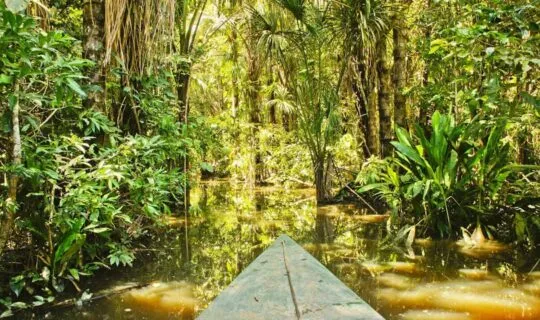 Highlights-of-the-Amazon-Rainforest