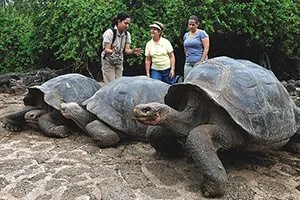 Tortoise Reserve - Galapagos Legend Cruise