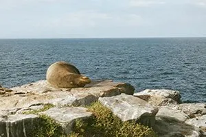 South Plaza Island Sea Lion - Galapagos Legend Cruise