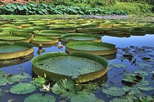 Highlights-of-the-Amazon-Rainforest