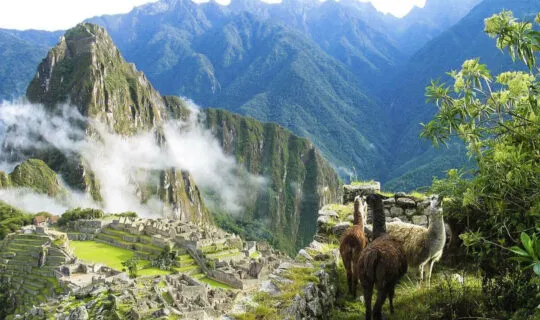 llamas-in-peru