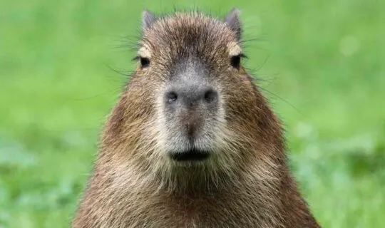 south-american-animal-starring-at-camera