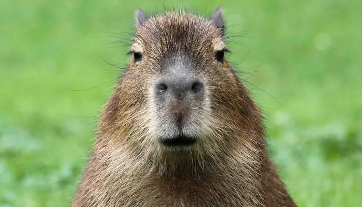 south-american-animal-starring-at-camera